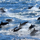 Image for article titled Why are thousands of dolphins dying off the coast of Peru?
